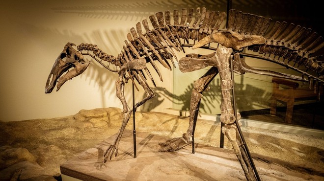 Blizu Trsta našli okostja sedmih dinozavrov, živečih pred 80 milijoni let (foto: profimedia)