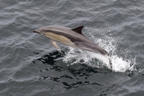 Delfini in kiti v Sredozemskem morju čedalje bolj ogroženi