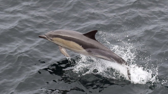 Delfini in kiti v Sredozemskem morju čedalje bolj ogroženi (foto: profimedia)
