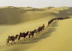 Na prestižnem lepotnem tekmovanju diskvalificiranih več kot 40 kamel
