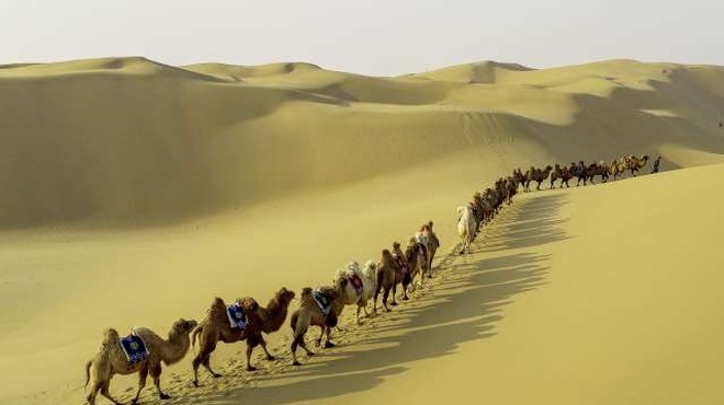 Na prestižnem lepotnem tekmovanju diskvalificiranih več kot 40 kamel (foto: Xinhua/STA)
