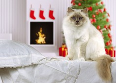 Se sprašujete, kaj za božič podariti svoji mački? Imamo popolno idejo!