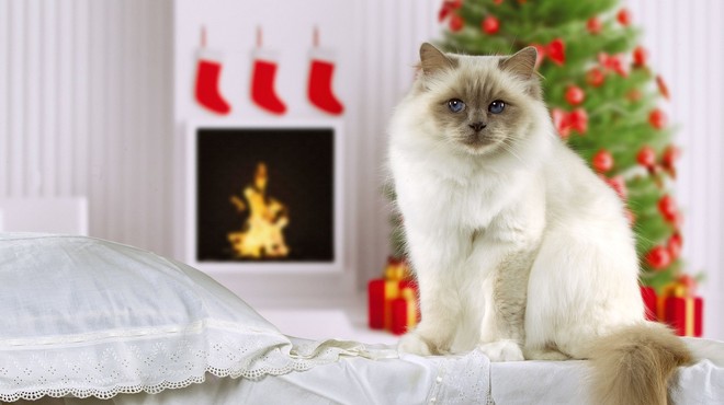 Se sprašujete, kaj za božič podariti svoji mački? Imamo popolno idejo! (foto: Profimedia)