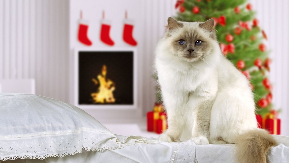 
                            Se sprašujete, kaj za božič podariti svoji mački? Imamo popolno idejo! (foto: Profimedia)