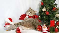 Se sprašujete, kaj za božič podariti svoji mački? Imamo popolno idejo!