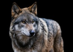 Po pobegu devetih volkov iz ograde živalski vrt Treh dolin začasno zaprli