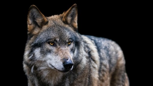 Po pobegu devetih volkov iz ograde živalski vrt Treh dolin začasno zaprli
