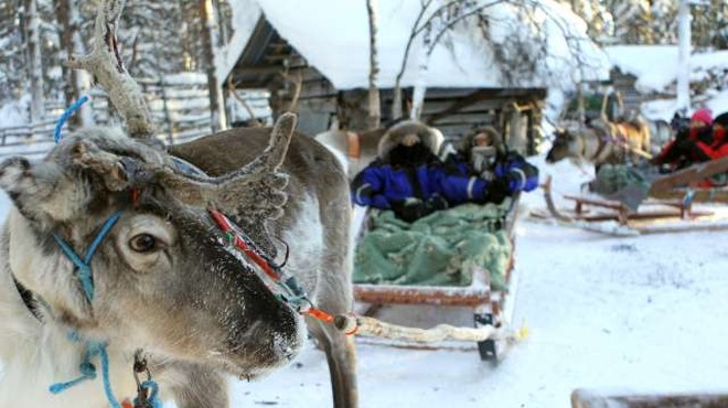 Severni jeleni na Laponskem bežijo proti jugu (foto: Xinhua/STA)