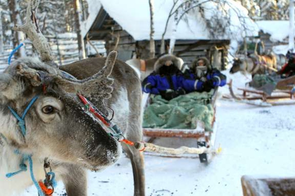 Severni jeleni na Laponskem bežijo proti jugu (foto: Xinhua/STA)