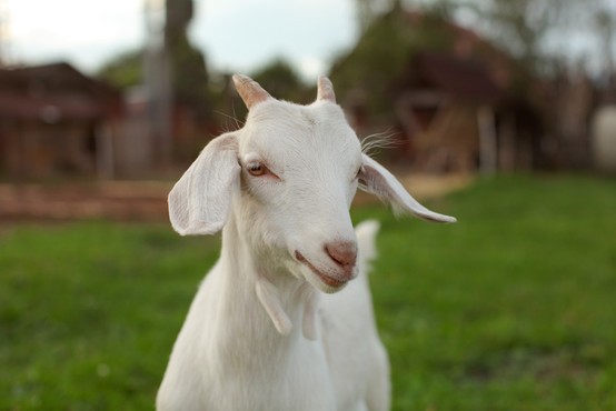 Na londonski mestni kmetiji se koze spet sladkajo z novoletnimi drevesci