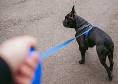 Test pasjih povodcev s samodejnim navijanjem (za že vzgojene pse)