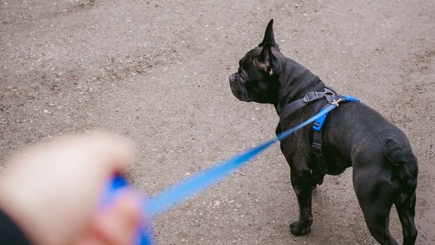 
                            Test pasjih povodcev s samodejnim navijanjem (za že vzgojene pse) (foto: profimedia)