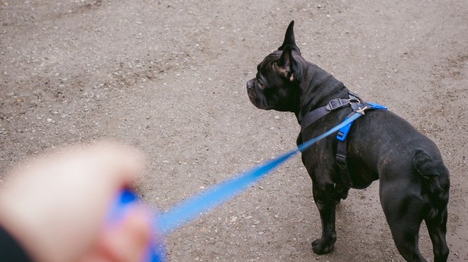 Test pasjih povodcev s samodejnim navijanjem (za že vzgojene pse) (foto: profimedia)