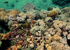 Pri Tahitiju odkrili orjaški koralni greben