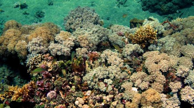 Pri Tahitiju odkrili orjaški koralni greben (foto: Xinhua/STA)