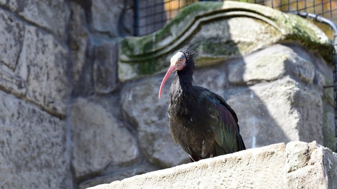 Za smrt na Dolenjskem poginule ptice je kriv fotograf (foto: profimedia)