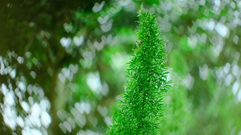 Koncept: Inovativna hiša iz živih lesnatih rastlin in starih dreves