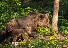Medvedka z mladičema med hriboma Baba in Mali Javornik napadla lovca