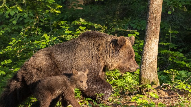 Medvedka z mladičema med hriboma Baba in Mali Javornik napadla lovca (foto: profimedia)