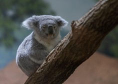 Status koal se je v pičlih desetih letih spremenil iz ranljive v ogroženo vrsto