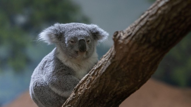 Status koal se je v pičlih desetih letih spremenil iz ranljive v ogroženo vrsto (foto: profimedia)