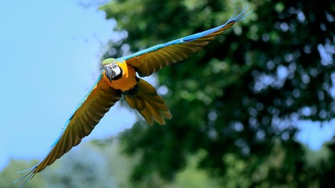 Papiga na Novi Zelandiji ukradla GoPro in posnela svoj let