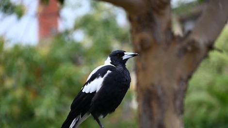 Oče in sin zgradila ptičjo krmilnico, ki srake uči pobirati smeti