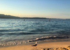 V Sydneyju po smrtonosnem napadu morskega psa zaprta večina plaž