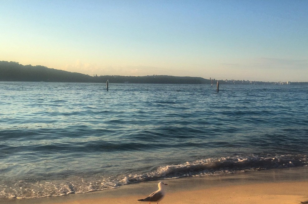 V Sydneyju po smrtonosnem napadu morskega psa zaprta večina plaž (foto: Profimedia)