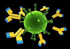 Kvaliteta protiteles se izboljša mesece po cepljenju z mRNK, kaže ameriška študija