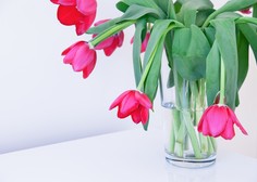 Kako skrbeti za tulipane, da se ne bodo prehitro povesili?