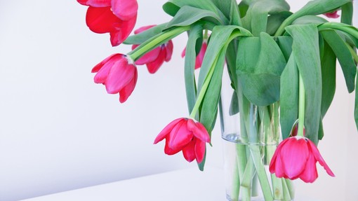 Kako skrbeti za tulipane, da se ne bodo prehitro povesili?