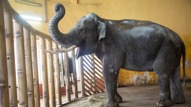 Slon Horace je zaradi vojne pod velikim stresom. (foto: Profimedia)