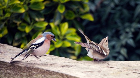 Kuku, gregorjevo je tu! Ste vedeli, zakaj ptice pojejo?