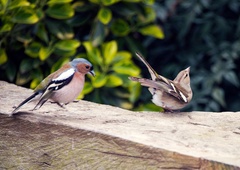 Kuku, gregorjevo je tu! Ste vedeli, zakaj ptice pojejo?