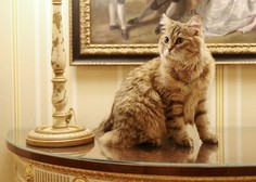 Spoznajte mačko s kraljevskim imenom, ki živi v hotelu s petimi zvezdicami