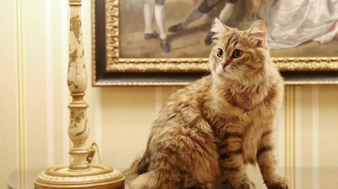 Spoznajte mačko s kraljevskim imenom, ki živi v hotelu s petimi zvezdicami (foto: IG: @the_lanesborough)