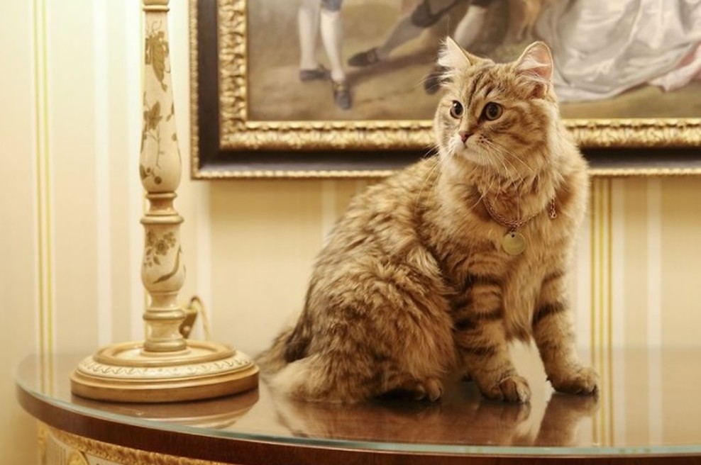 Spoznajte mačko s kraljevskim imenom, ki živi v hotelu s petimi zvezdicami (foto: IG: @the_lanesborough)
