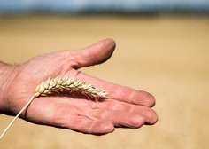 Kmetje so zelo zaskrbljeni: kaj bo po podražitvi žit še na udaru?