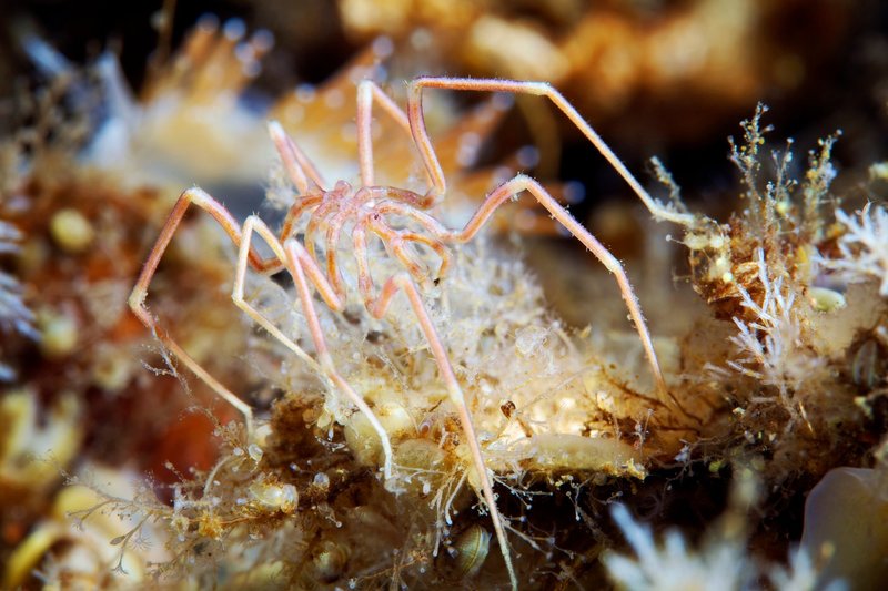 Morski pajki niso pravi pajki, so pa z njimi močno povezani.