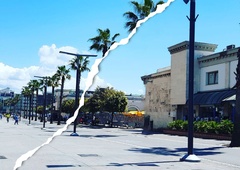 VIDEO: Kaj? Koprska promenada bo ostala brez palm?