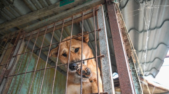 Bo novi južnokorejski predsednik končno prepovedal pasje meso? (foto: Profimedia)