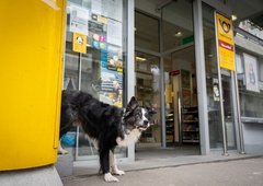 Imate težave, kam se po opravkih odpraviti s psom ali mačko? Vaših skrbi je konec ...