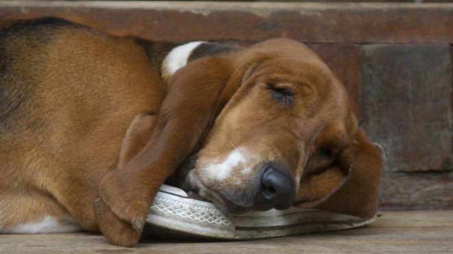 Kaj položaj spanja pove o počutju vašega psa? (foto: Profimedia)