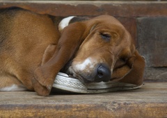 Kaj položaj spanja pove o počutju vašega psa?