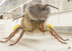 ORJAŠKA čebela iz Dubaja pripotovala v Ljubljano