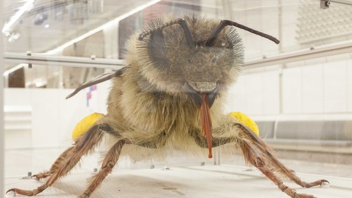 ORJAŠKA čebela iz Dubaja pripotovala v Ljubljano