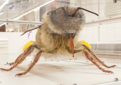 ORJAŠKA čebela iz Dubaja pripotovala v Ljubljano