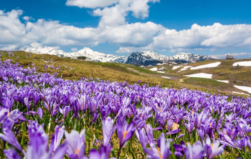 Velika Planina