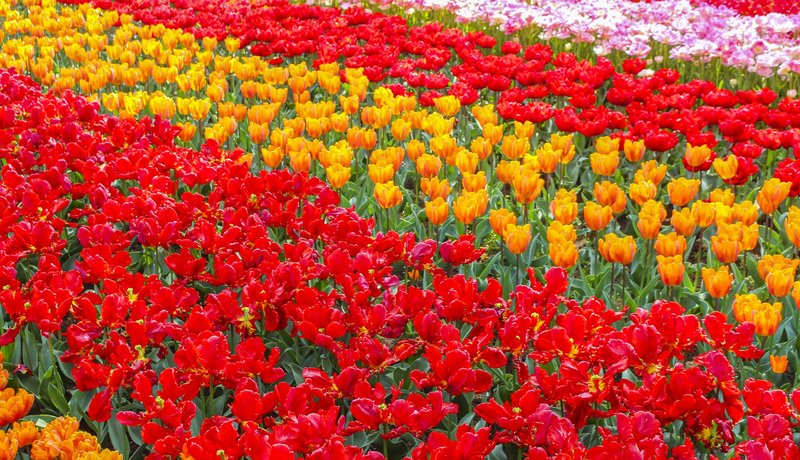 Keukenhof Gardens